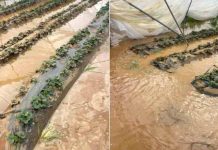 Las inundaciones del norte de Marruecos afectan a los productores de arándano Las inundaciones del norte de Marruecos afectan a los productores de arándano