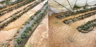 Las inundaciones del norte de Marruecos afectan a los productores de arándano