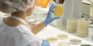 Lisboa Bioestimulantes microbianos mejoran la resistencia a la sequía