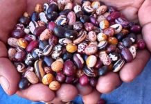 Argentina | Los porotos andinos asombran por sus múltiples colores y variedades Los porotos andinos asombran por sus múltiples colores y variedades: El persistente trabajo del INTA para lograr conservarlos y multiplicar sus usos alimenticios