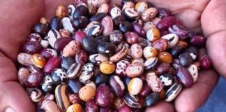 Los porotos andinos asombran por sus múltiples colores y variedades: El persistente trabajo del INTA para lograr conservarlos y multiplicar sus usos alimenticios