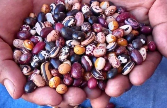 Los porotos andinos asombran por sus múltiples colores y variedades: El persistente trabajo del INTA para lograr conservarlos y multiplicar sus usos alimenticios