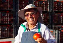 Mayor tecnología y buenas condiciones climáticas e hídricas: Lo que explica el “boom” de tomate de temporada  