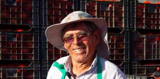 Mayor tecnología y buenas condiciones climáticas e hídricas: Lo que explica el “boom” de tomate de temporada  