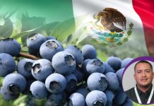 México apuesta por el recambio varietal y la hidroponía en sus cultivos de arándanos México apuesta por el recambio varietal y la hidroponía en sus cultivos de arándanos