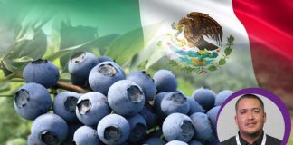 México apuesta por el recambio varietal y la hidroponía en sus cultivos de arándanos