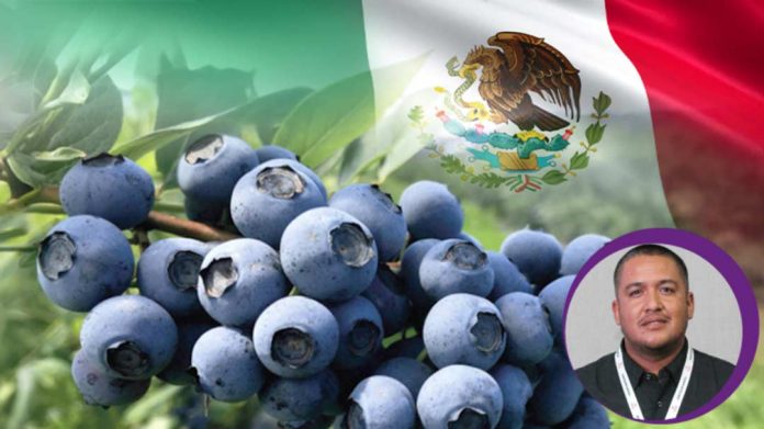 México apuesta por el recambio varietal y la hidroponía en sus cultivos de arándanos