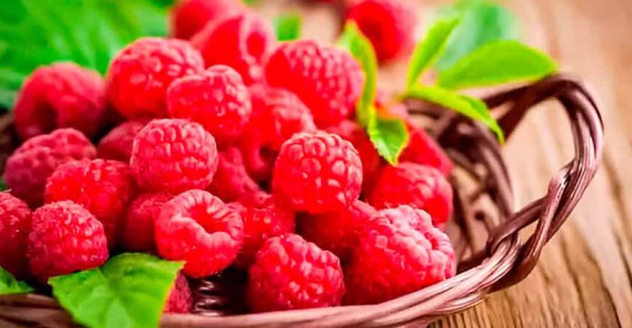 Midagri proyecta escenario comercial favorable para el cultivo de frambuesa