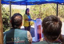 Ministerio de Agricultura destaca 50% de avance en erradicación de brotes de mosca de la fruta a nivel nacional Ministerio de Agricultura destaca 50% de avance en erradicación de brotes de mosca de la fruta a nivel nacional