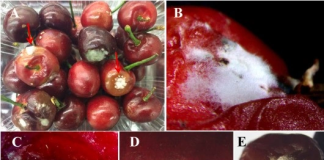 Nanotecnología verde óxido de zinc para la protección sostenible de los cultivos