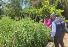 Pequeña agricultora de Salamanca incrementa su seguridad de riego con nuevo tranque bonificado por la Ley de Riego Pequeña agricultora de Salamanca incrementa su seguridad de riego con nuevo tranque bonificado por la Ley de Riego