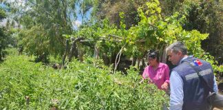 Pequeña agricultora de Salamanca incrementa su seguridad de riego con nuevo tranque bonificado por la Ley de Riego
