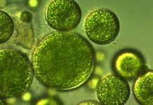 Perú | Arequipa impulsa biotecnología de microalgas para alimento, agricultura y clima