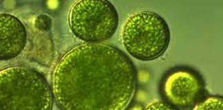 Perú | Arequipa impulsa biotecnología de microalgas para alimento, agricultura y clima