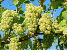 Perú: Exportaciones de uvas de mesa crecen 7.9% y apuntan a un cierre récord