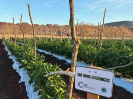 Pimentón con Agricultura Regenerativa en México: Carlos Meza y Terragénesis, marcando tendencia producción sostenible