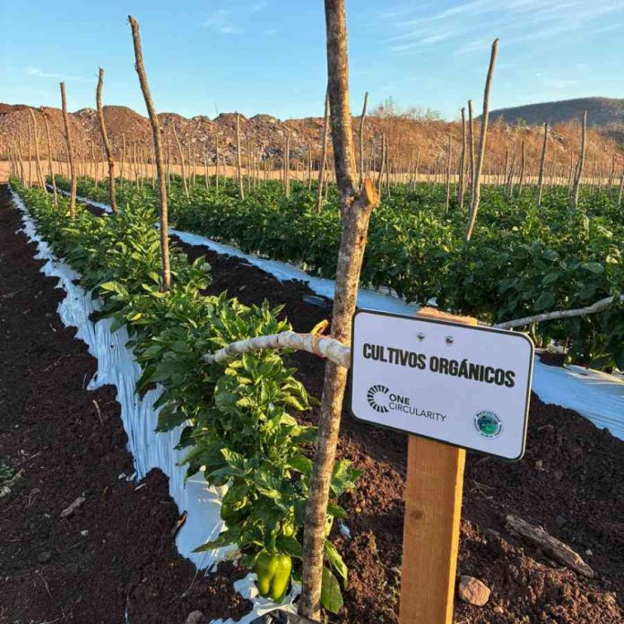 Pimentón con Agricultura Regenerativa en México: Carlos Meza y Terragénesis, marcando tendencia producción sostenible