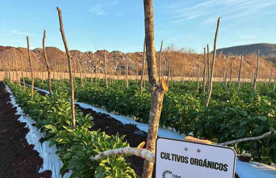 Pimentón con Agricultura Regenerativa en México: Carlos Meza y Terragénesis, marcando tendencia producción sostenible