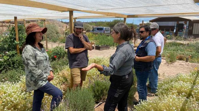 Productora de flores comestibles de Copiapó Gianina Santana inició proceso de certificación orgánica
