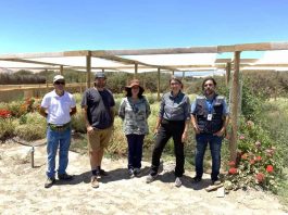 Productora de flores comestibles en Copiapó inició proceso de certificación orgánica. Productora de flores comestibles en Copiapó inició proceso de certificación orgánica.