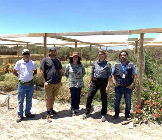 Productora de flores comestibles en Copiapó inició proceso de certificación orgánica. Productora de flores comestibles en Copiapó inició proceso de certificación orgánica.