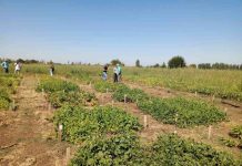 Proyecto INIA–FAO impulsa en Ñuble evaluación de variedades de poroto con foco en tolerancia a sequía Proyecto INIA–FAO impulsa en Ñuble evaluación de variedades de poroto con foco en tolerancia a sequía