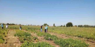 Proyecto INIA–FAO impulsa en Ñuble evaluación de variedades de poroto con foco en tolerancia a sequía