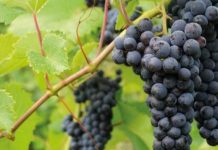 Proyecto UdeC-FIA busca innovar en vino cepa País y desarrollar productos no alcohólicos en Nacimiento