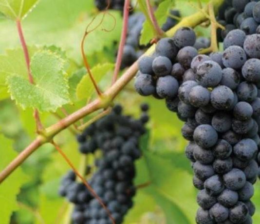 Proyecto UdeC-FIA busca innovar en vino cepa País y desarrollar productos no alcohólicos en Nacimiento