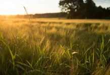 Proyecto de Ley de Suelos: Chile frente a una alerta nacional Proyecto de Ley de Suelos: Chile frente a una alerta nacional