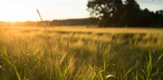 Proyecto de Ley de Suelos: Chile frente a una alerta nacional