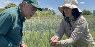 SAG Biobío realiza cerca de mil ensayos de post control  de variedades de semillas de certificación nacional y de exportación