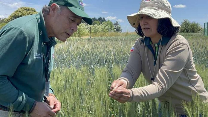 SAG Biobío realiza cerca de mil ensayos de post control  de variedades de semillas de certificación nacional y de exportación