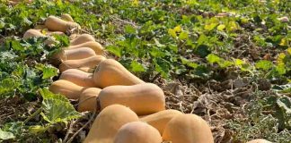 Sakata logra ampliar la campaña hasta mayo con dos nuevas variedades