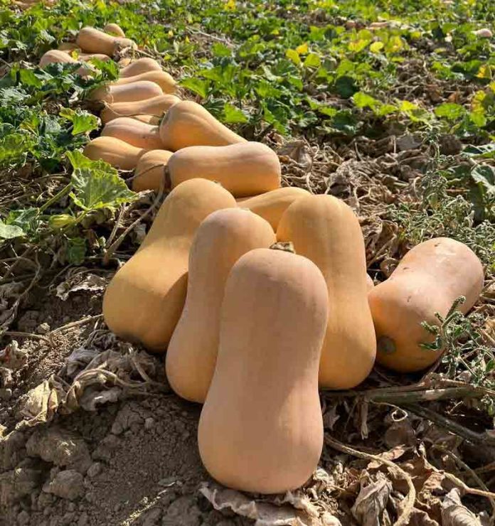 Sakata logra ampliar la campaña hasta mayo con dos nuevas variedades