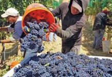 San Juan refuerza la Ley del Mosto con evidencia técnica