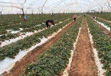 Terragénesis México: Producción de Berries en Irapuato, con Agricultura Regenerativa