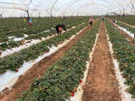 Terragénesis México: Producción de Berries en Irapuato, con Agricultura Regenerativa