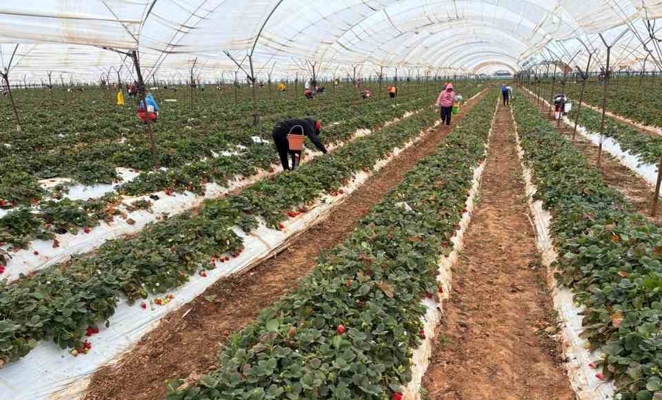 Terragénesis México: Producción de Berries en Irapuato, con Agricultura Regenerativa