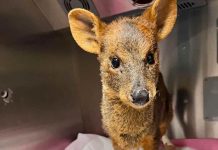 Trabajo colaborativo permite rehabilitar a animales silvestres afectados por incendios forestales en la región