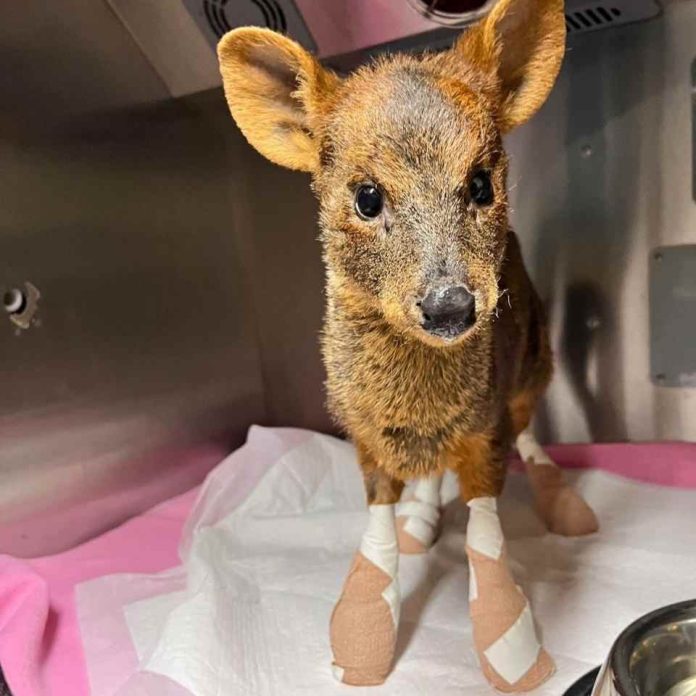 Trabajo colaborativo permite rehabilitar a animales silvestres afectados por incendios forestales en la región