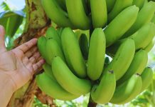 Transforman bananas de descarte en harina sin gluten Transforman bananas de descarte en harina sin gluten