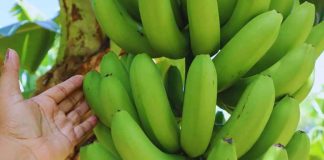 Transforman bananas de descarte en harina sin gluten