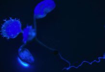 Un reloj circadiano ‘eléctrico’ coordina el crecimiento entre el tallo y la raíz de las plantas