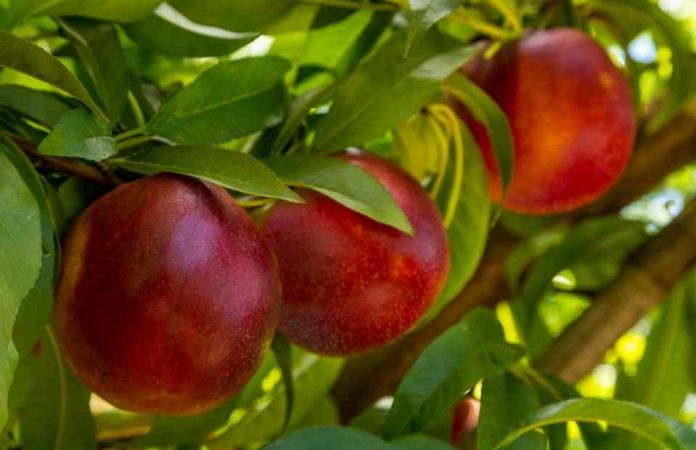 Vivero de Codegua es sancionado por propagar variedades protegidas ilegalmente