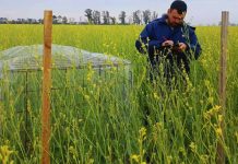 Argentina | Integrar colmenas aumenta un 37 % el rendimiento de carinata Argentina | Integrar colmenas aumenta un 37 % el rendimiento de carinata