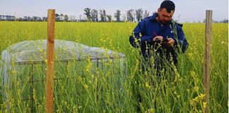 Argentina | Integrar colmenas aumenta un 37 % el rendimiento de carinata