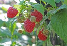 Berrytec realizará seminario de actualización en el cultivo de frambuesas en San Carlos Berrytec realizará seminario de actualización en el cultivo de frambuesas en San Carlos
