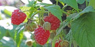 Berrytec realizará seminario de actualización en el cultivo de frambuesas en San Carlos