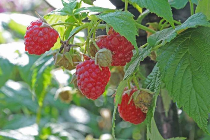Berrytec realizará seminario de actualización en el cultivo de frambuesas en San Carlos